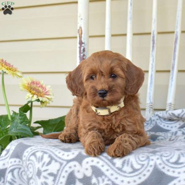 Zoey, Cavapoo Puppy