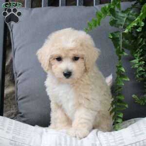 Zoey, Bich-Poo Puppy