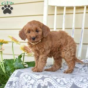 Zoey, Cavapoo Puppy