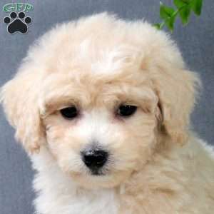 Zoey, Bich-Poo Puppy