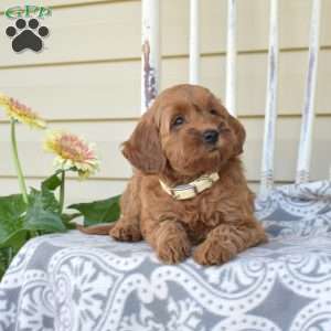 Zoey, Cavapoo Puppy