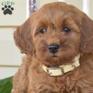 Zoey, Cavapoo Puppy