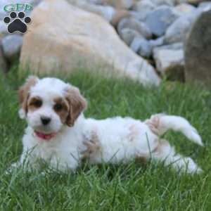 Zoey, Cavapoo Puppy