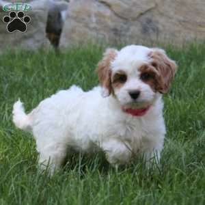 Zoey, Cavapoo Puppy