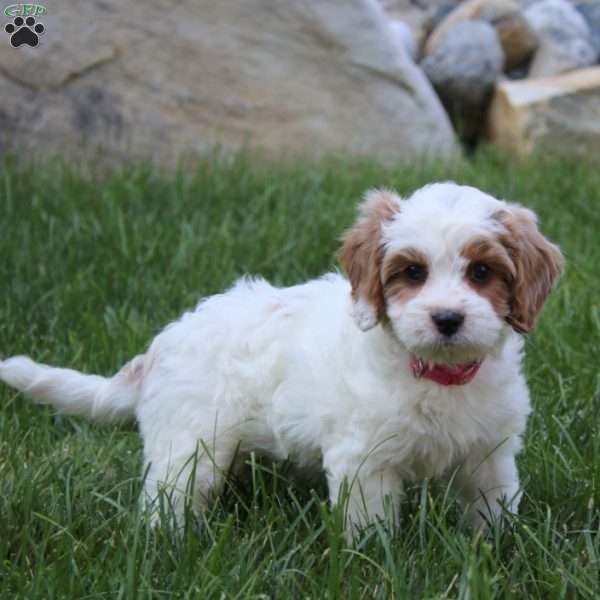 Zoey, Cavapoo Puppy