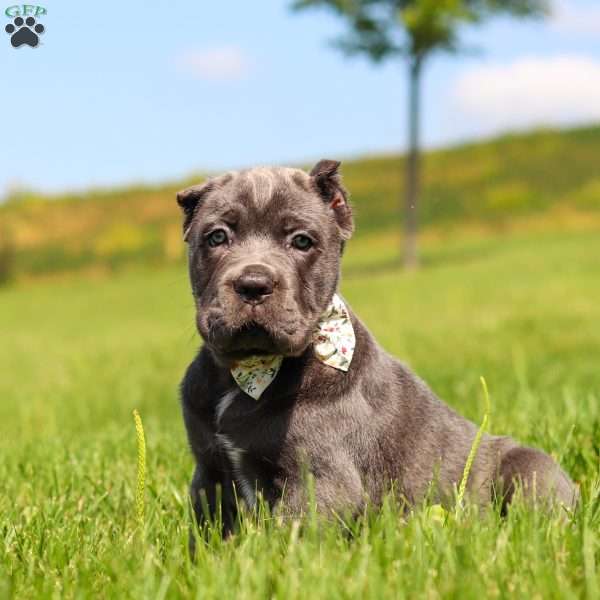 Zola, Cane Corso Puppy