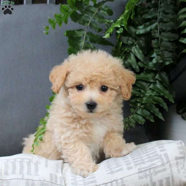 Zola, Bich-Poo Puppy