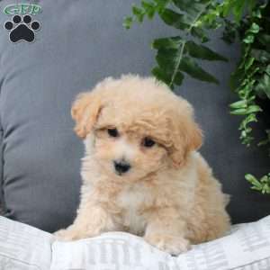 Zola, Bich-Poo Puppy