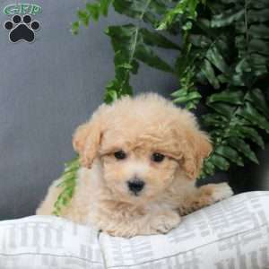 Zola, Bich-Poo Puppy