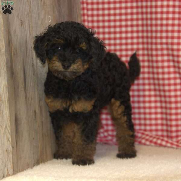 Alice, Miniature Poodle Puppy