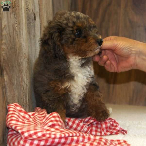 Annabel, Miniature Poodle Puppy