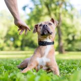 anxious brown and white dog lying outside and leaning away from a hand trying to pet it
