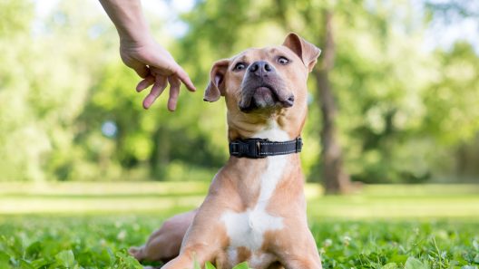 Why Is My Dog Sensitive to Touch?