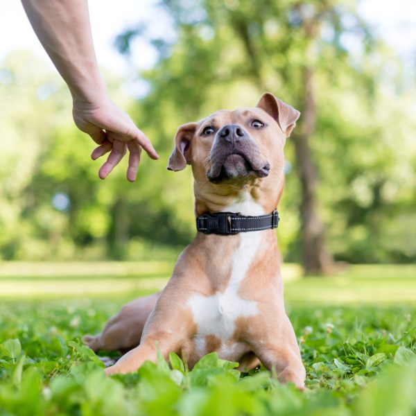 anxious brown and white dog lying outside and leaning away from a hand trying to pet it