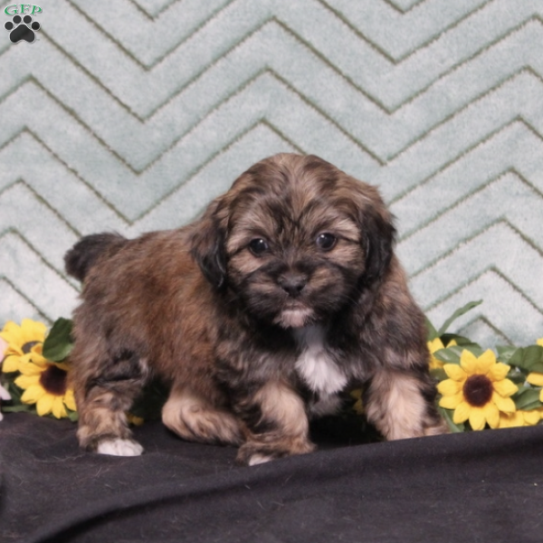 Archie, Teddy Bear Puppy