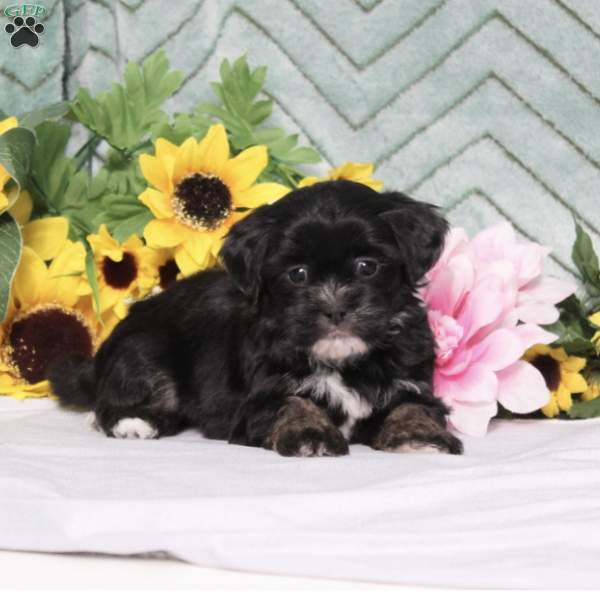 Averlee, Teddy Bear Puppy