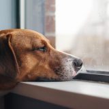 beagle resting chin on a windowsill and looking out the window