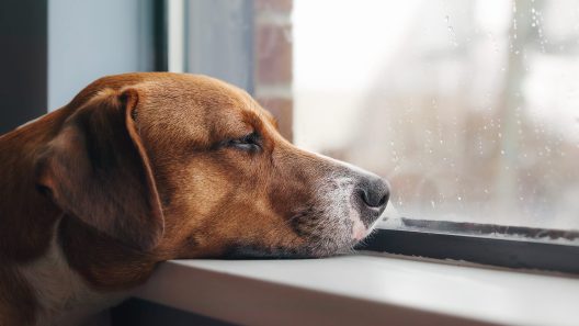 How to Prepare Your Dog For the Back-to-School Transition