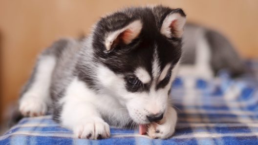 12 Ways Dogs Self-Soothe When Anxious