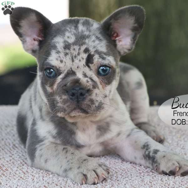 Buddy, French Bulldog Puppy