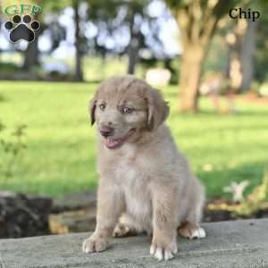 Chip, Australian Shepherd Puppy