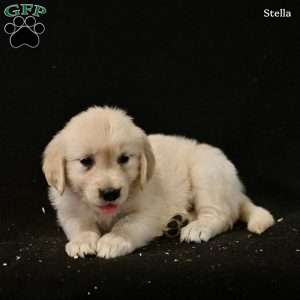 Stella, Golden Retriever Puppy