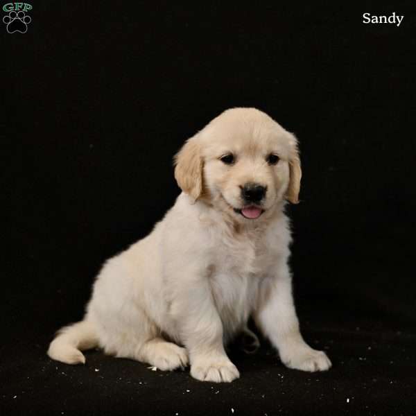 Sandy, Golden Retriever Puppy