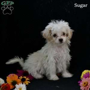 Sugar, Maltipoo Puppy