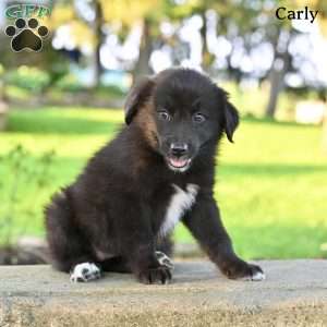 Carly, Australian Shepherd Puppy