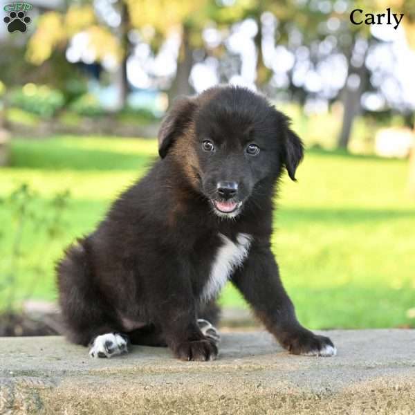 Carly, Australian Shepherd Puppy