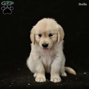Stella, Golden Retriever Puppy