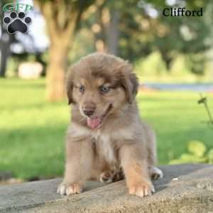 Clifford, Australian Shepherd Puppy