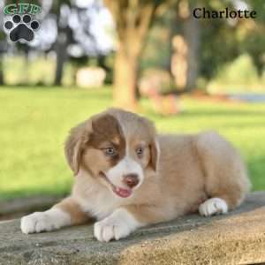 Charlotte, Australian Shepherd Puppy