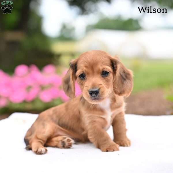 Wilson-mini, Dachshund Puppy