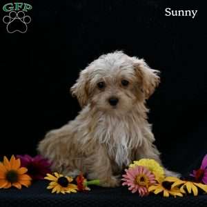 Sunny, Maltipoo Puppy