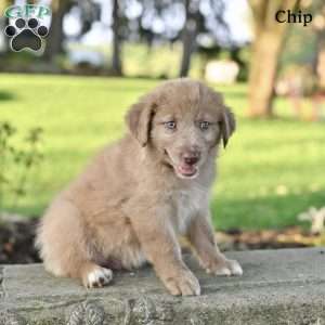 Chip, Australian Shepherd Puppy