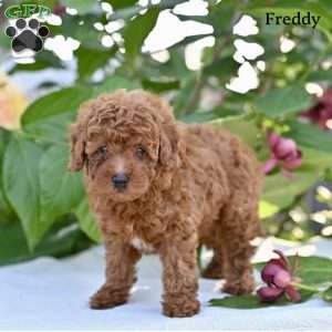 Freddy, Toy Poodle Puppy
