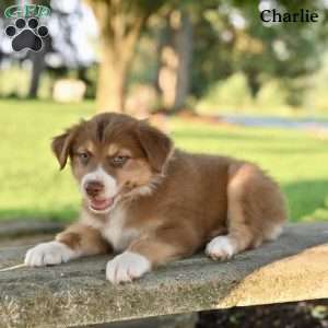 Charlie, Australian Shepherd Puppy