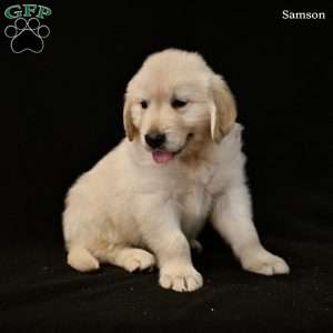 Samson, Golden Retriever Puppy