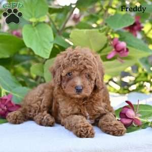 Freddy, Toy Poodle Puppy