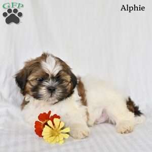 Alphie, Shih Tzu Puppy