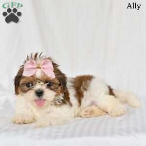 Ally, Shih Tzu Puppy