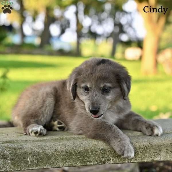 Cindy, Australian Shepherd Puppy