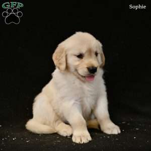 Sophie, Golden Retriever Puppy