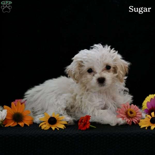 Sugar, Maltipoo Puppy