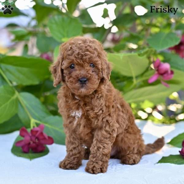 Frisky, Toy Poodle Puppy