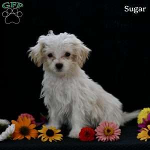 Sugar, Maltipoo Puppy