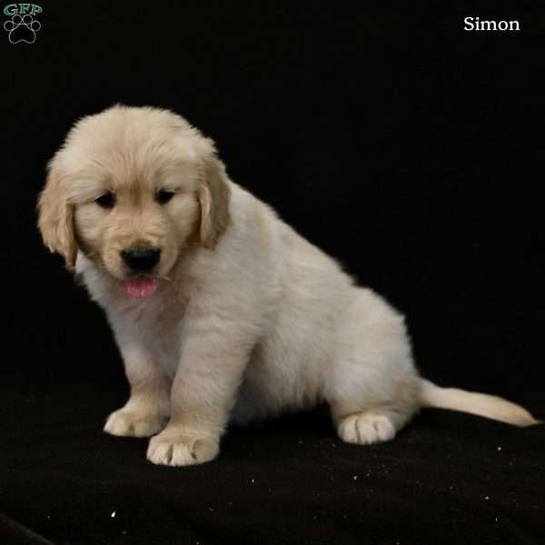 Simon, Golden Retriever Puppy