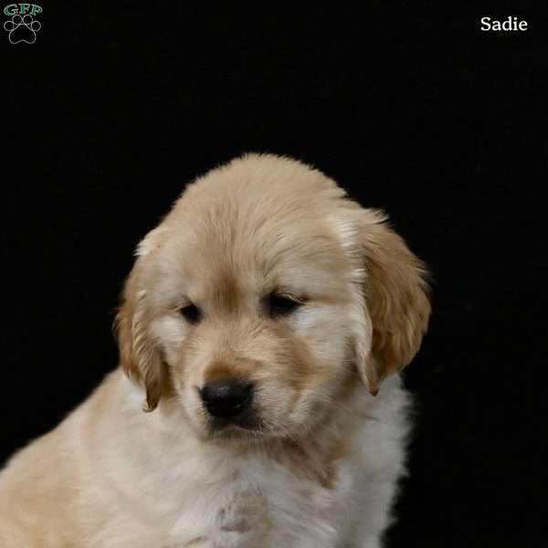 Sadie, Golden Retriever Puppy