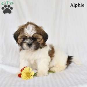 Alphie, Shih Tzu Puppy